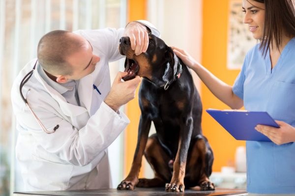Veterinarian checking teeth of Great Done dog in vet infirmary