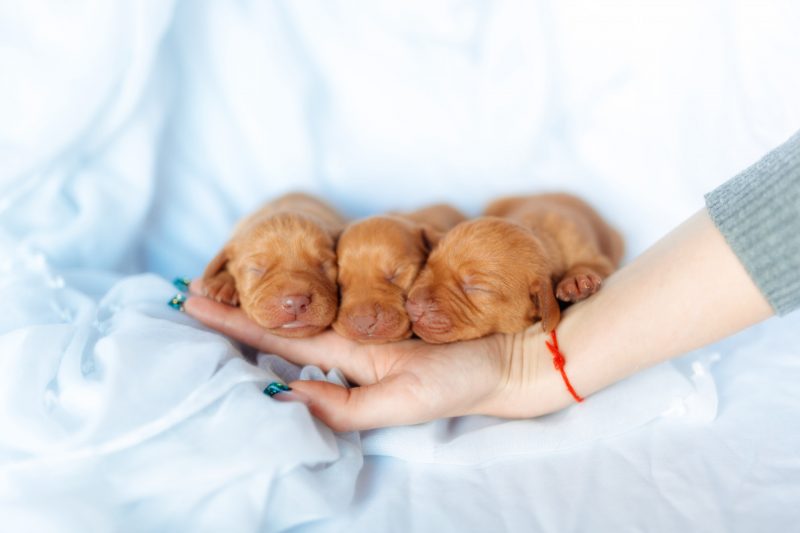 Three cute red puppy Visla dog age week sleep at the hand at the blue background