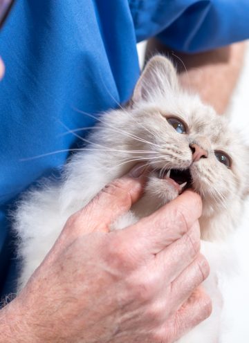 Veterinarian examining teeth of a white sacred cat of burma
