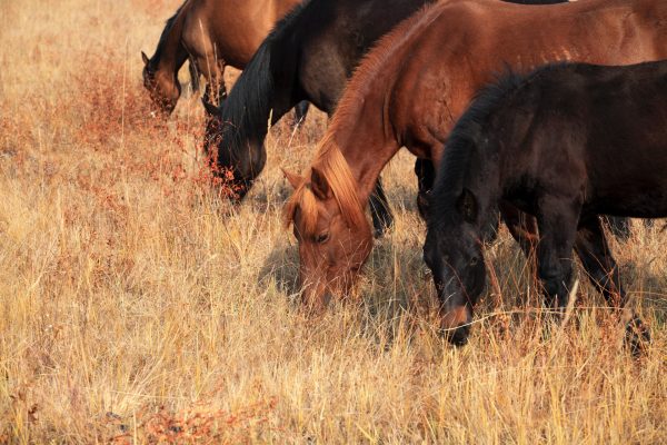the horses are grazing in autumn prairie