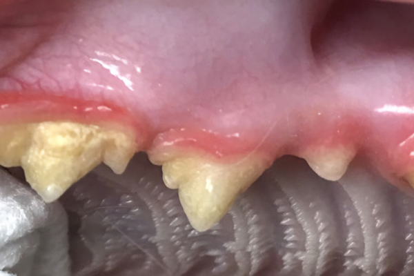 reobsorbing teeth