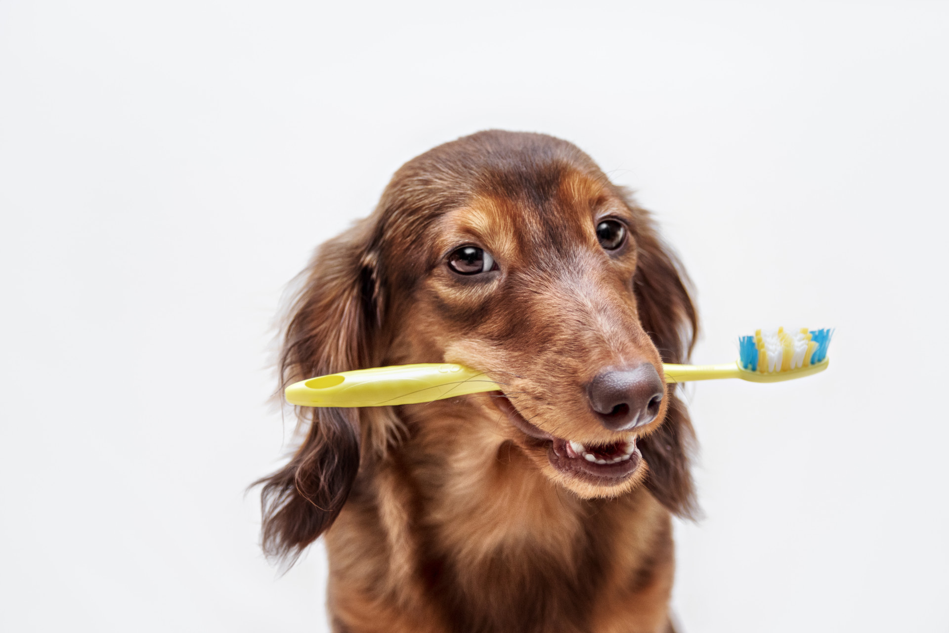 Dachshund dog with a toothbrush on a light background, not isolated