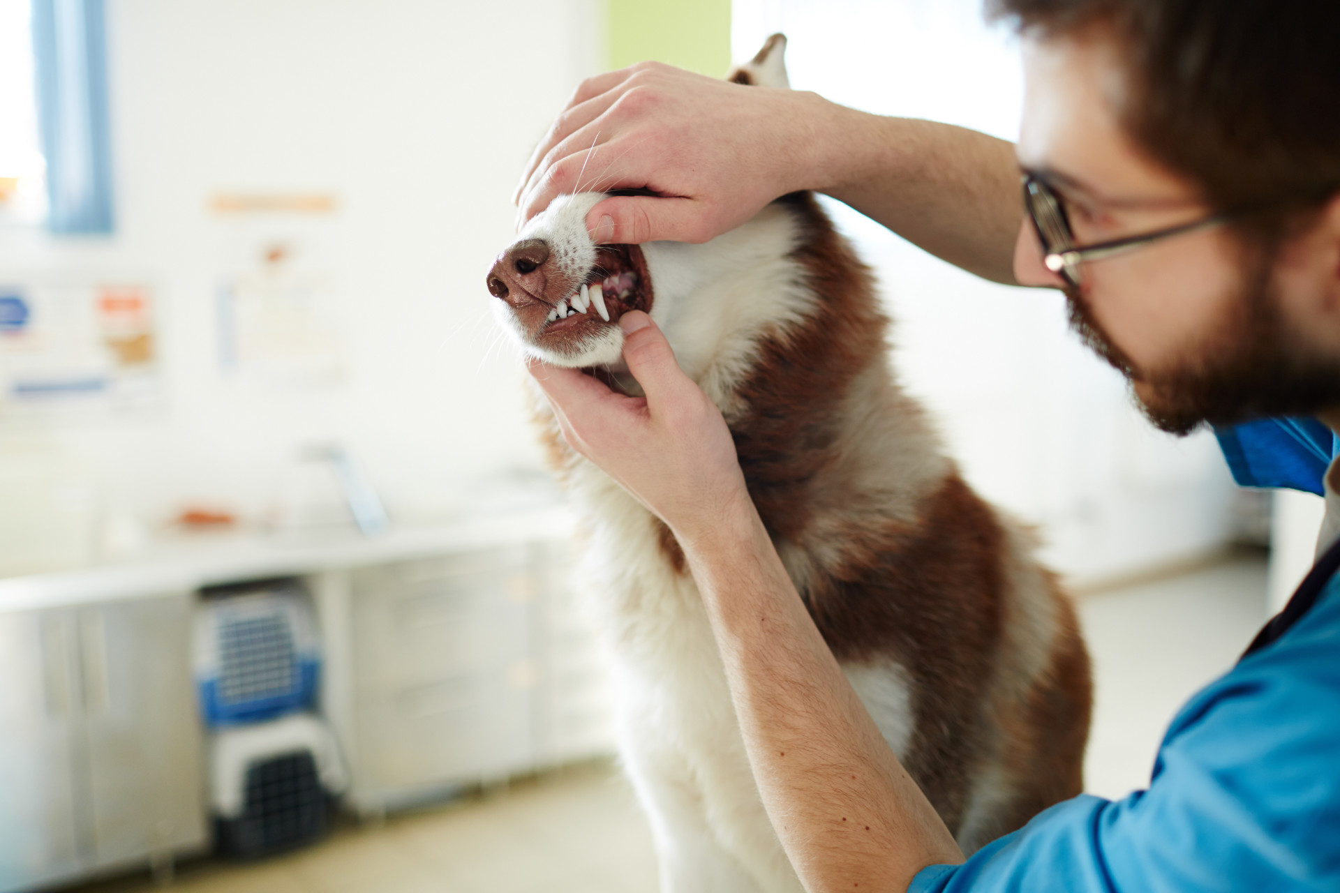 Vet doctor checking up teeth of his patient