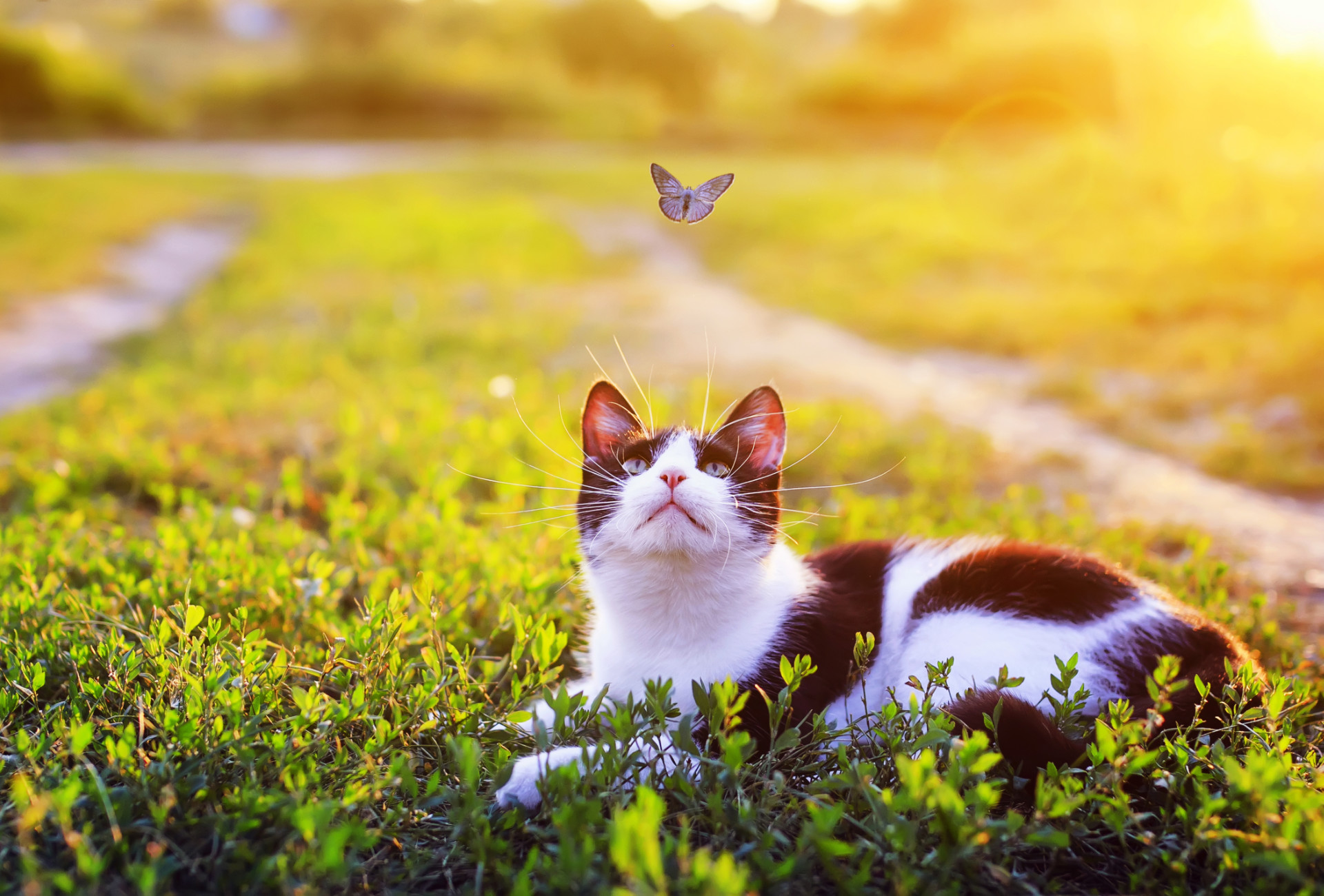 portrait of a cute striped cat lying in the grass in a Sunny meadow and looking at a beautiful little blue butterfly flying overhead on a clear summer day in the village