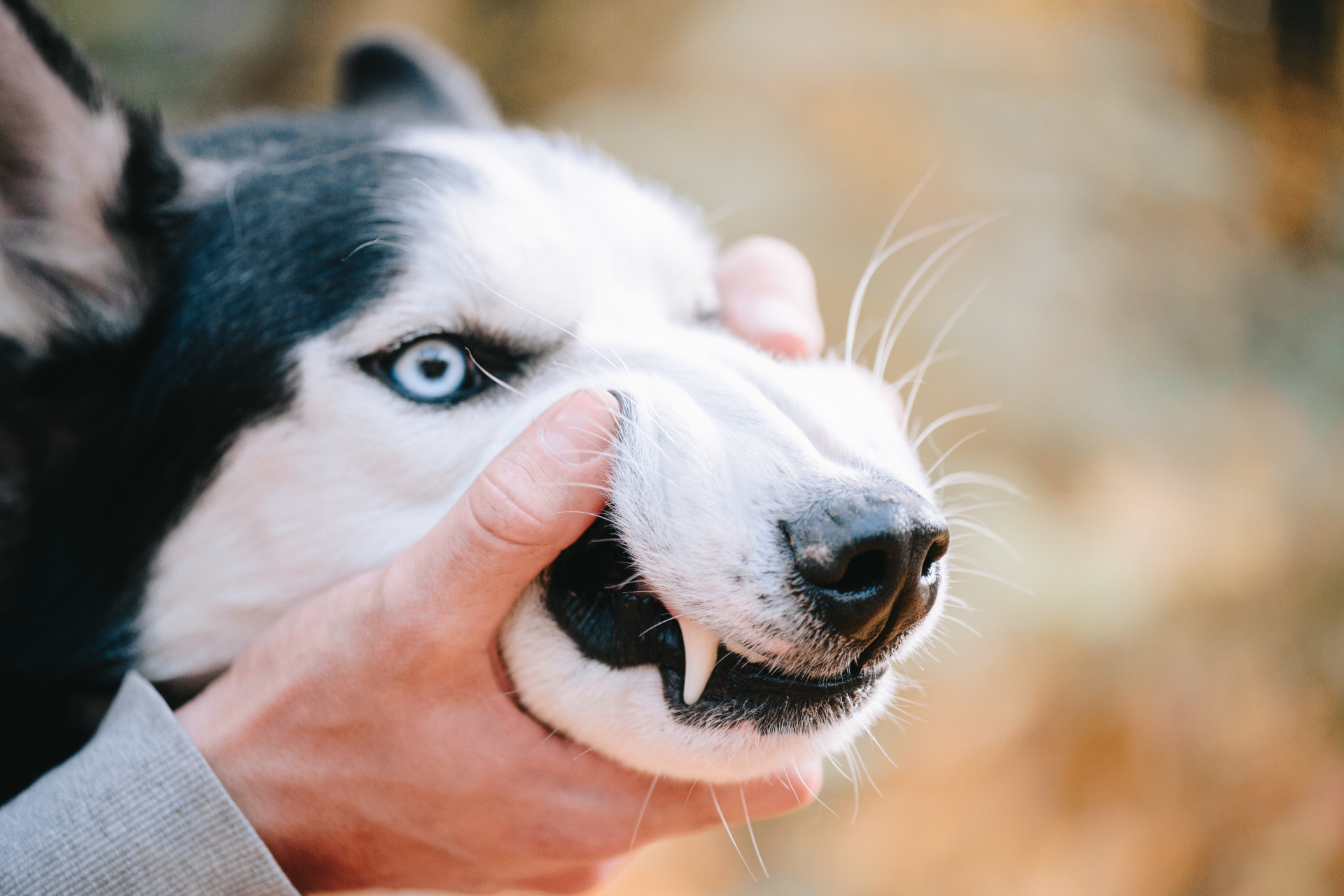 Angry dog breed Siberian Husky walks in the autumn park and shows his teeth