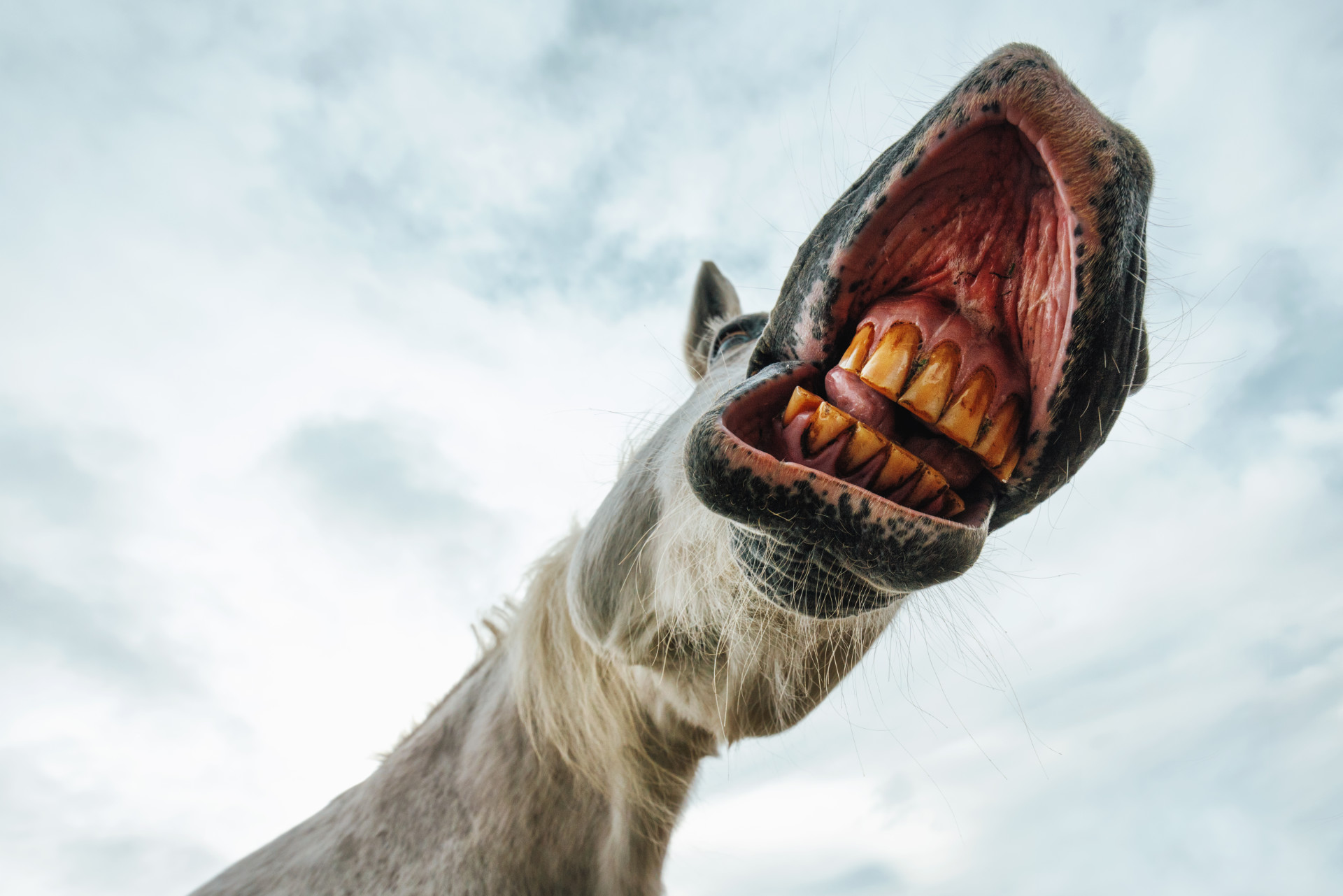 Funny low angle view of grinning white horse's mouth and teeth against the sky, selective focus