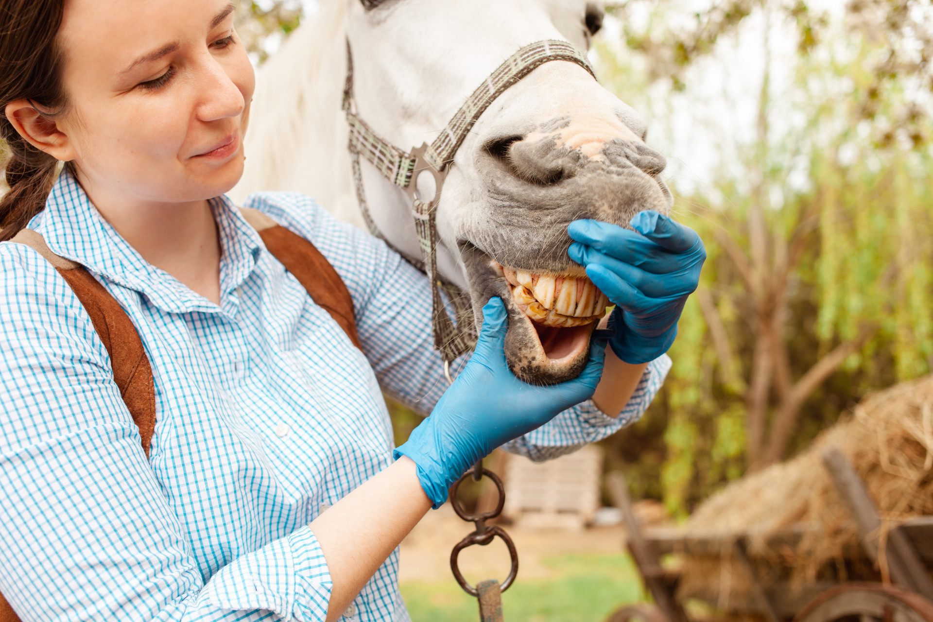 A young beautiful female vet inspects a white horse. Love, medicine, pet care, trust, happiness, health. The girl looks at the yellow old horse teeth.