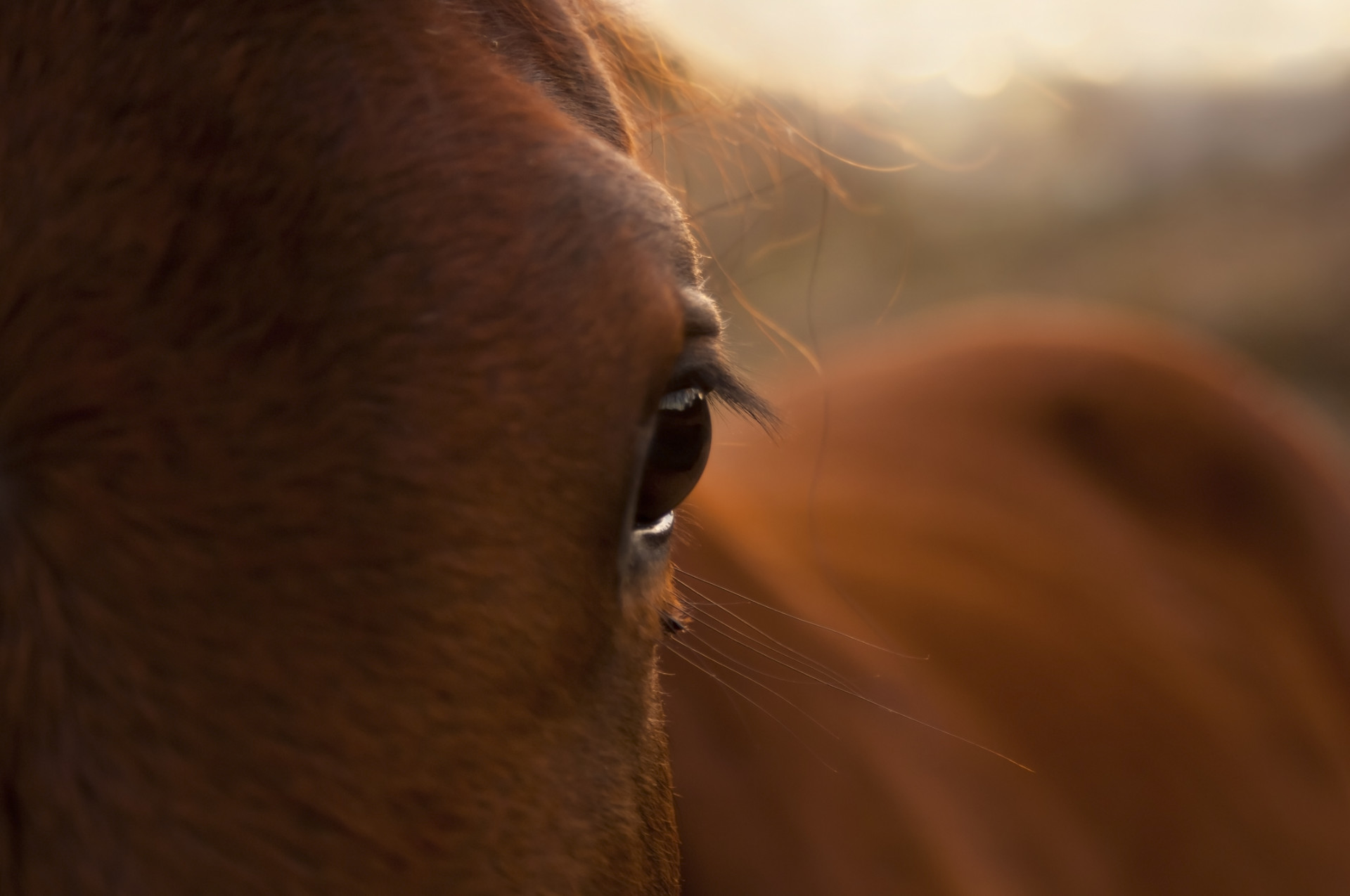 Beautiful close up of a horses eye in golden sunlight