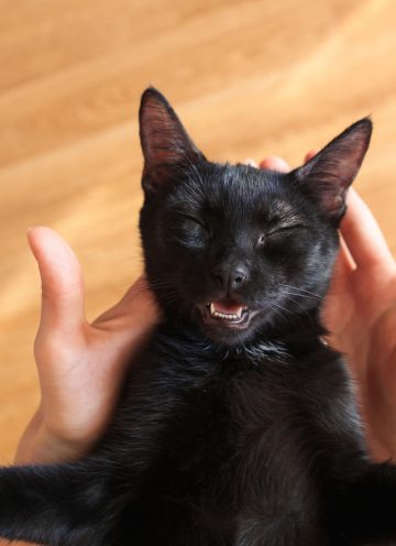 Smiling funny cat on hands