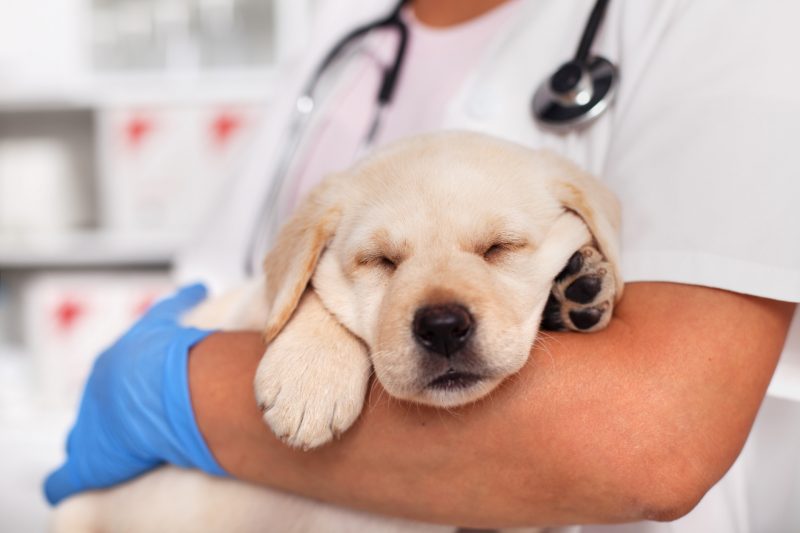 Exhausted cute labrador puppy dog sleeping on its paws in the arms of veterinary doctor - not bothered by the pending examination, closeup
