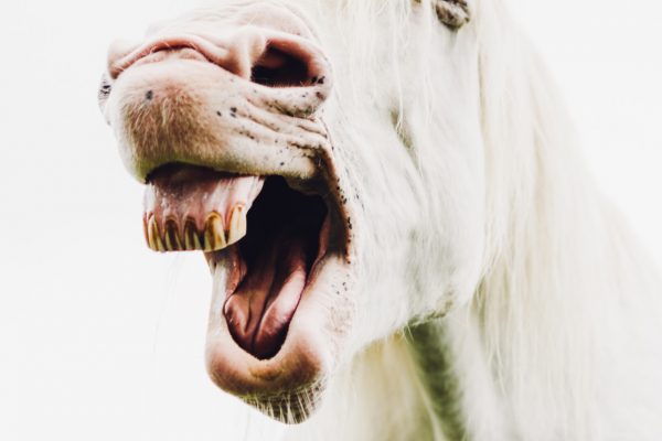Nickering white horse with opened mouth